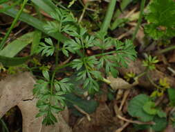 Image of Conopodium