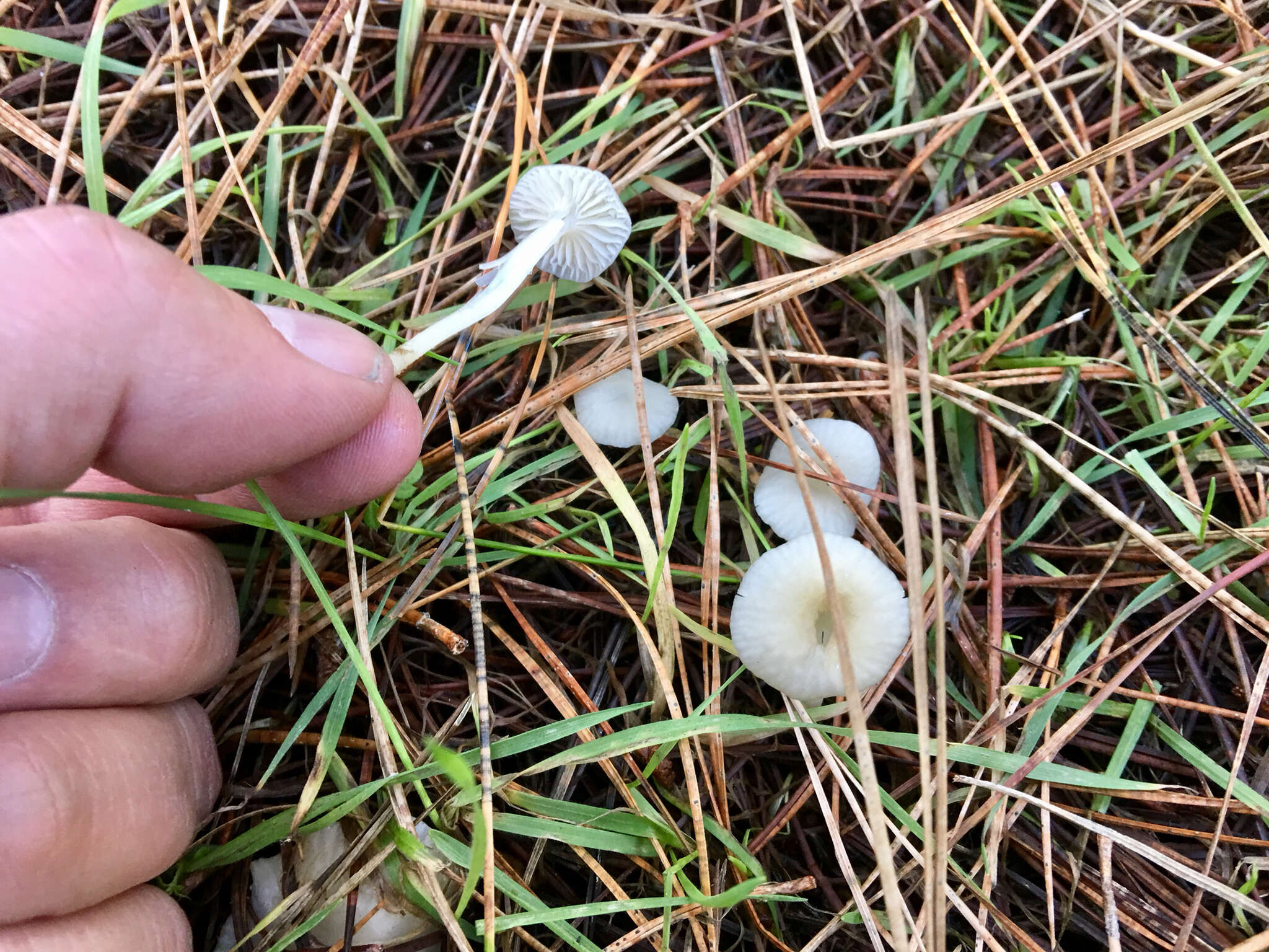 Image of Marasmius calhouniae Singer 1989