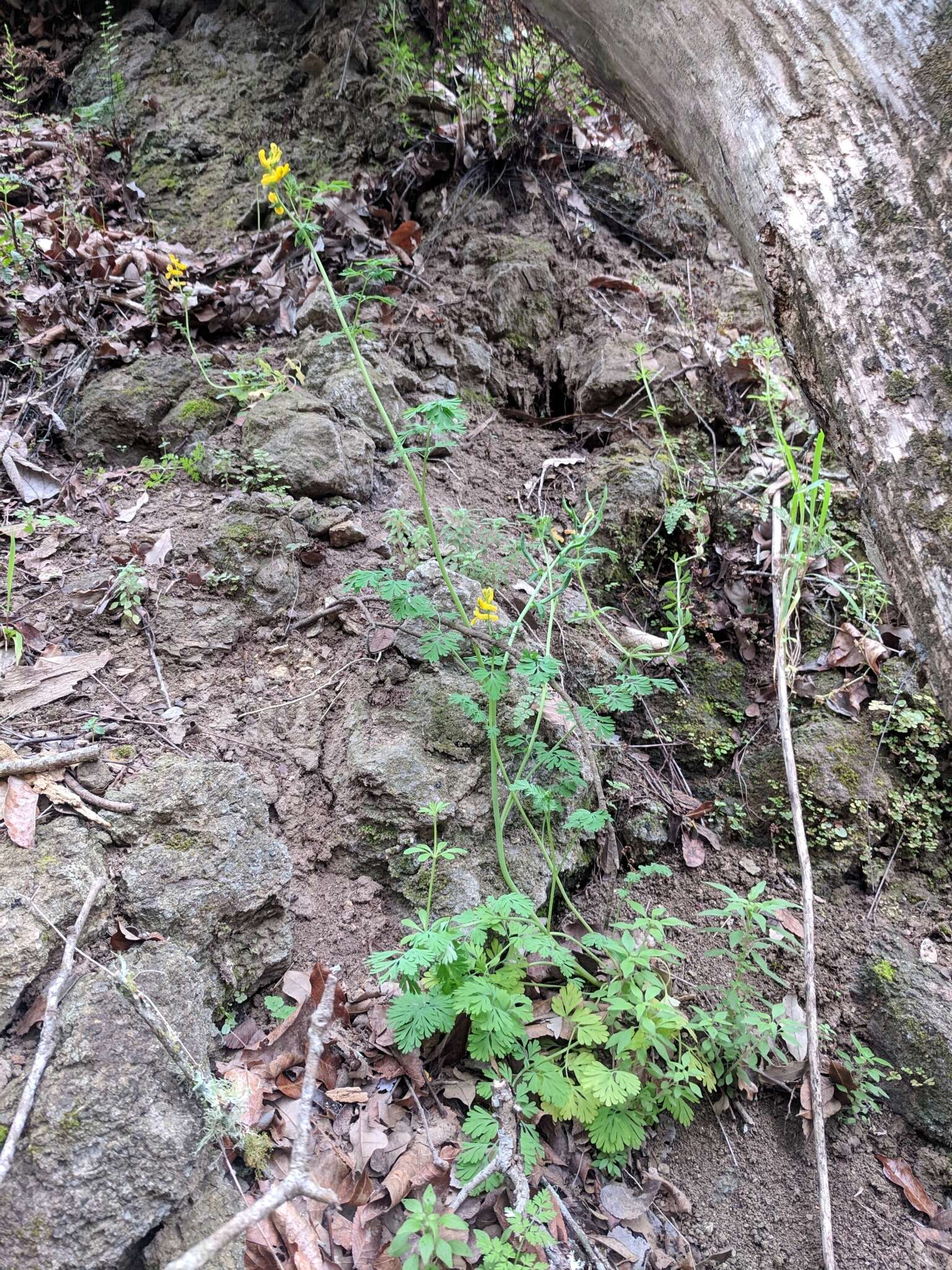 Image de Corydalis curvisiliqua Engelm. ex A. Gray