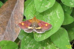 Image of Mint moth