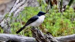 Image of Restless Flycatcher