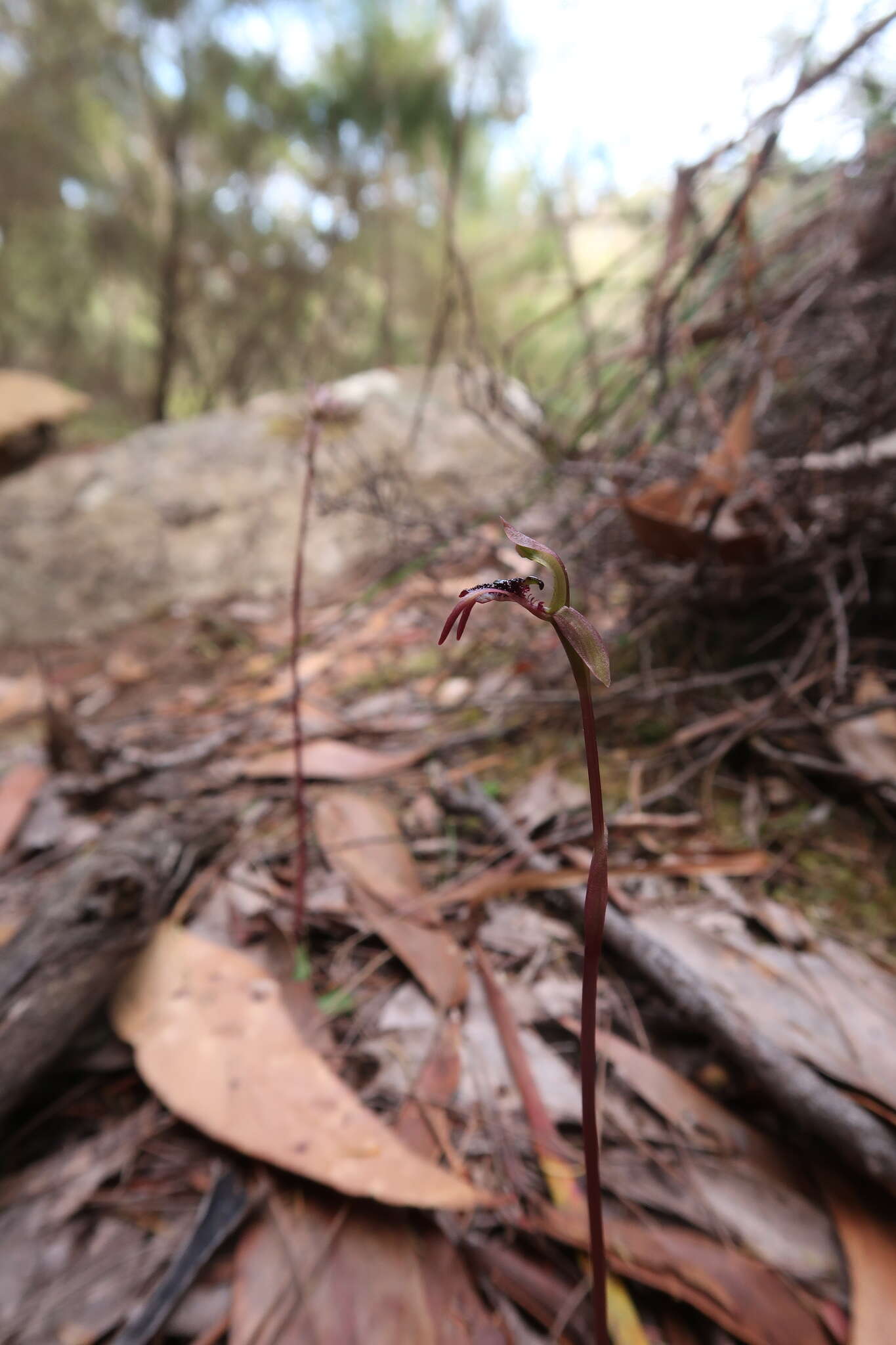 Image of Short-clubbed wasp orchid