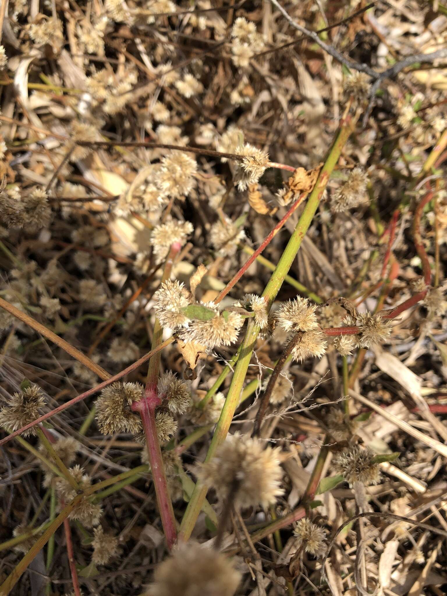 صورة Alternanthera ficoidea (L.) R. Br.