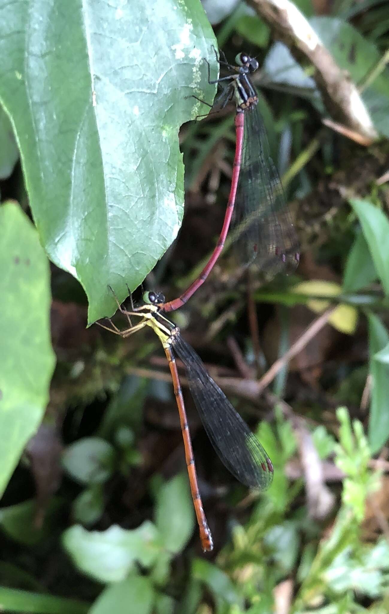 Sivun Calicnemia sinensis Lieftinck 1984 kuva