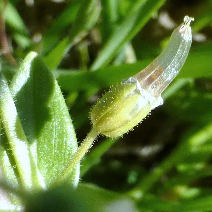 صورة Cerastium brachypodum (Engelmann ex A. Gray) B. L. Rob.