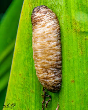 Image of Caterpillar slug