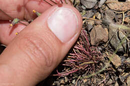 Image of Cleveland's desertdandelion