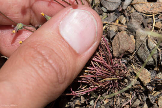 Malacothrix clevelandii A. Gray resmi