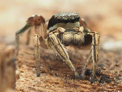 Image of Habronattus mexicanus (Peckham & Peckham 1896)