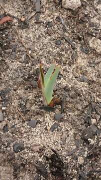 Image of Blueberry Flax Lily