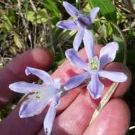 Image of blue funnel lily