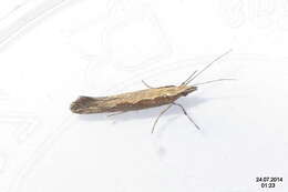 صورة Plutella xylostella Linnaeus 1767