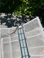 Image of Brown Skink