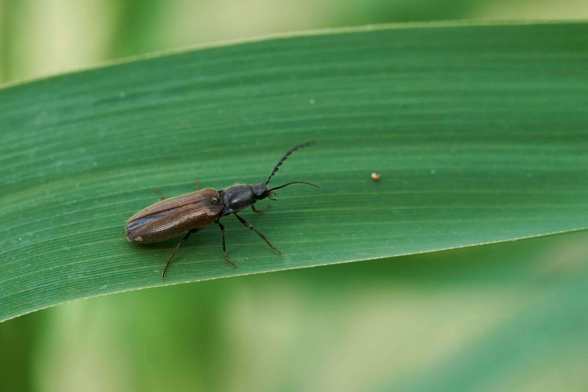 Image of Hemicrepidius niger (Linnaeus 1758)