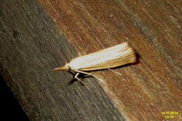 صورة Agriphila straminella