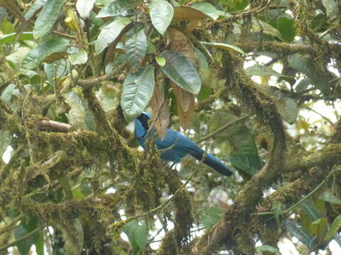 Image of Turquoise Jay