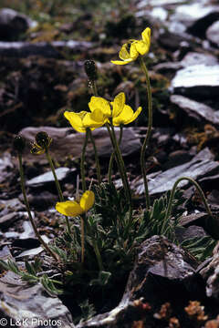 Image of Papaver radicatum subsp. kluanense