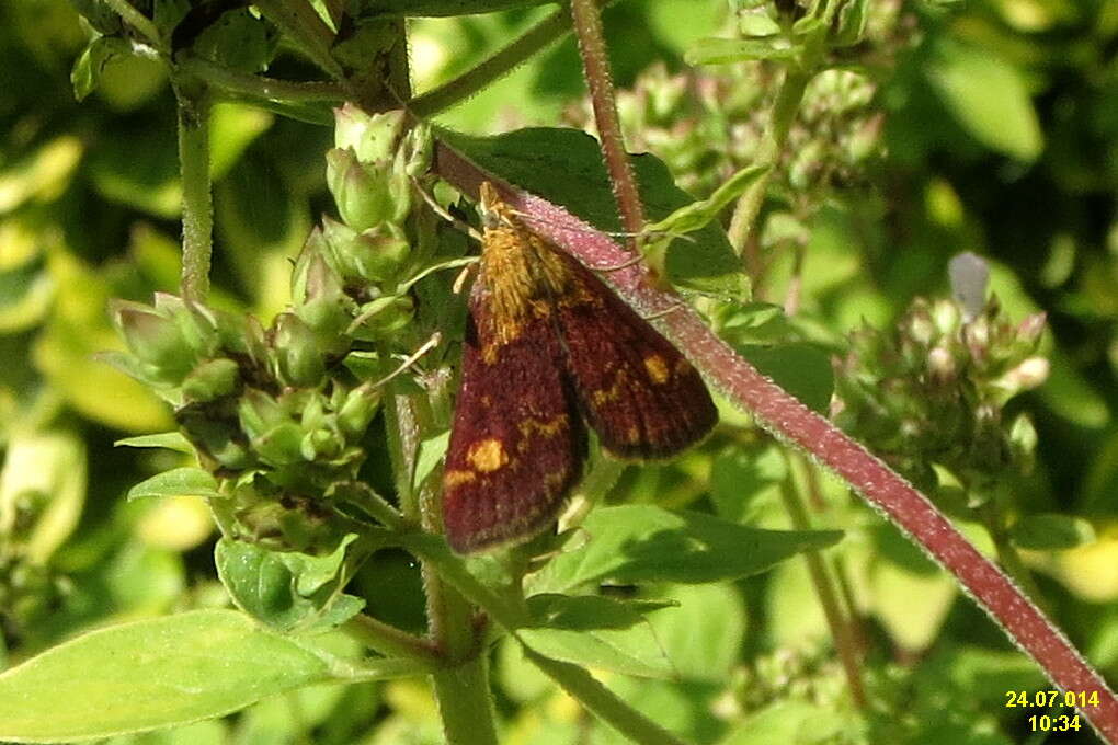 Image of Mint moth