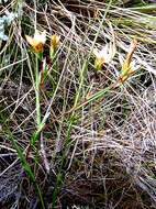 Image of Romulea setifolia N. E. Br.