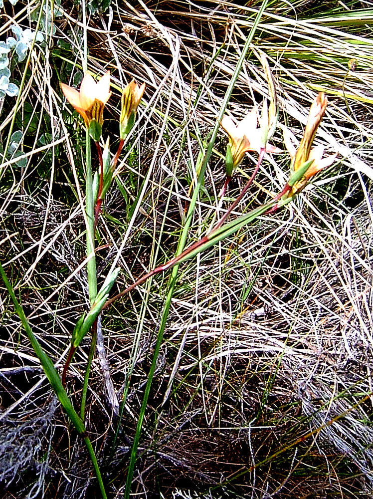 Image of Romulea setifolia N. E. Br.