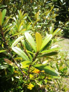 Image of Hibbertia coriacea Baill.