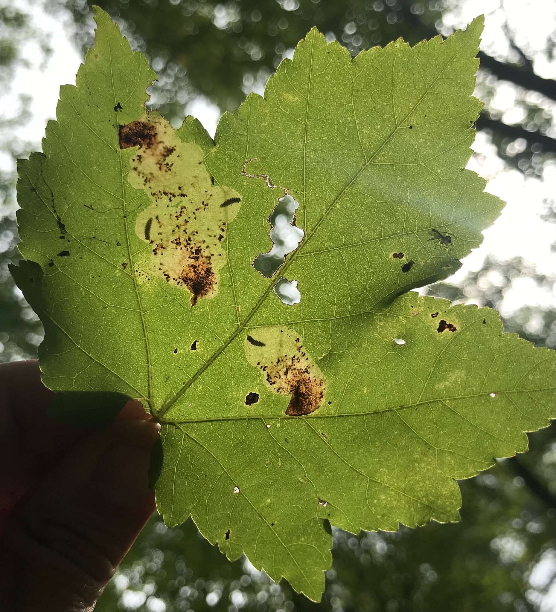 Image of Maple Leafblotch Miner