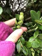 Image of Boxwood Psyllid