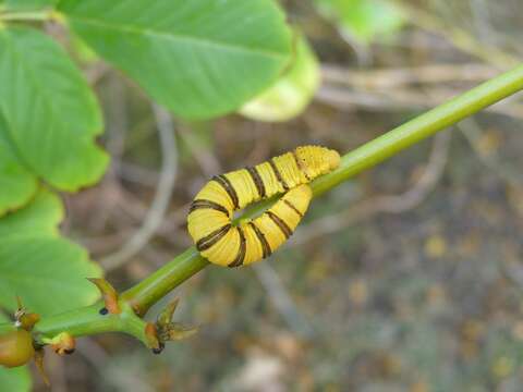 Image of <i>Phoebis sennae marcellina</i>