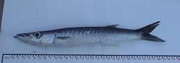 Image of Mexican barracuda