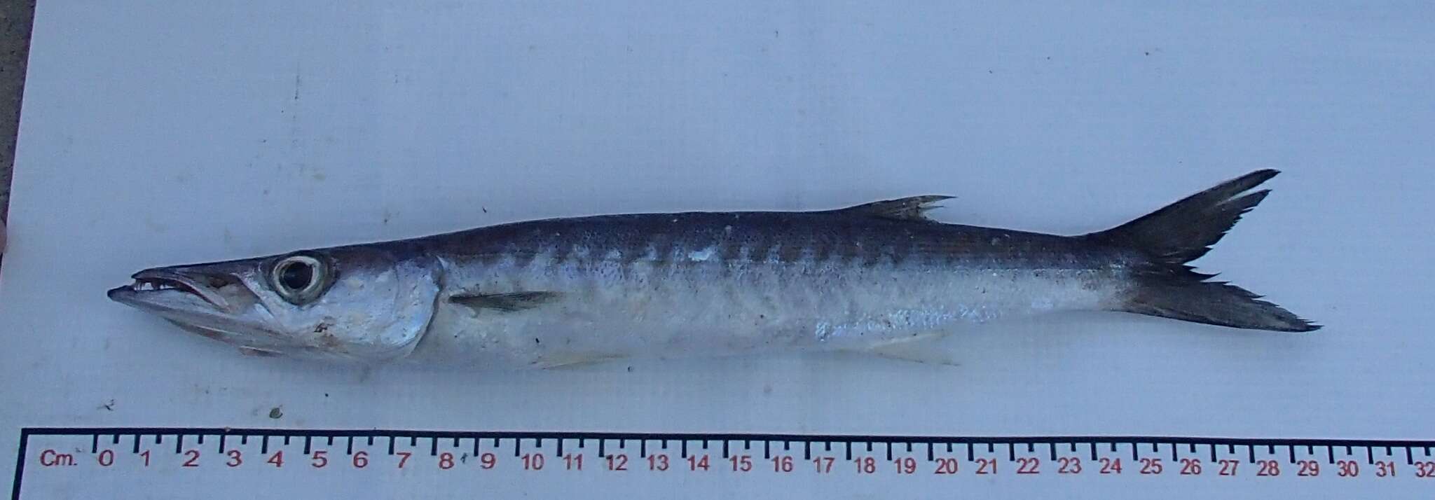 Image of Mexican barracuda