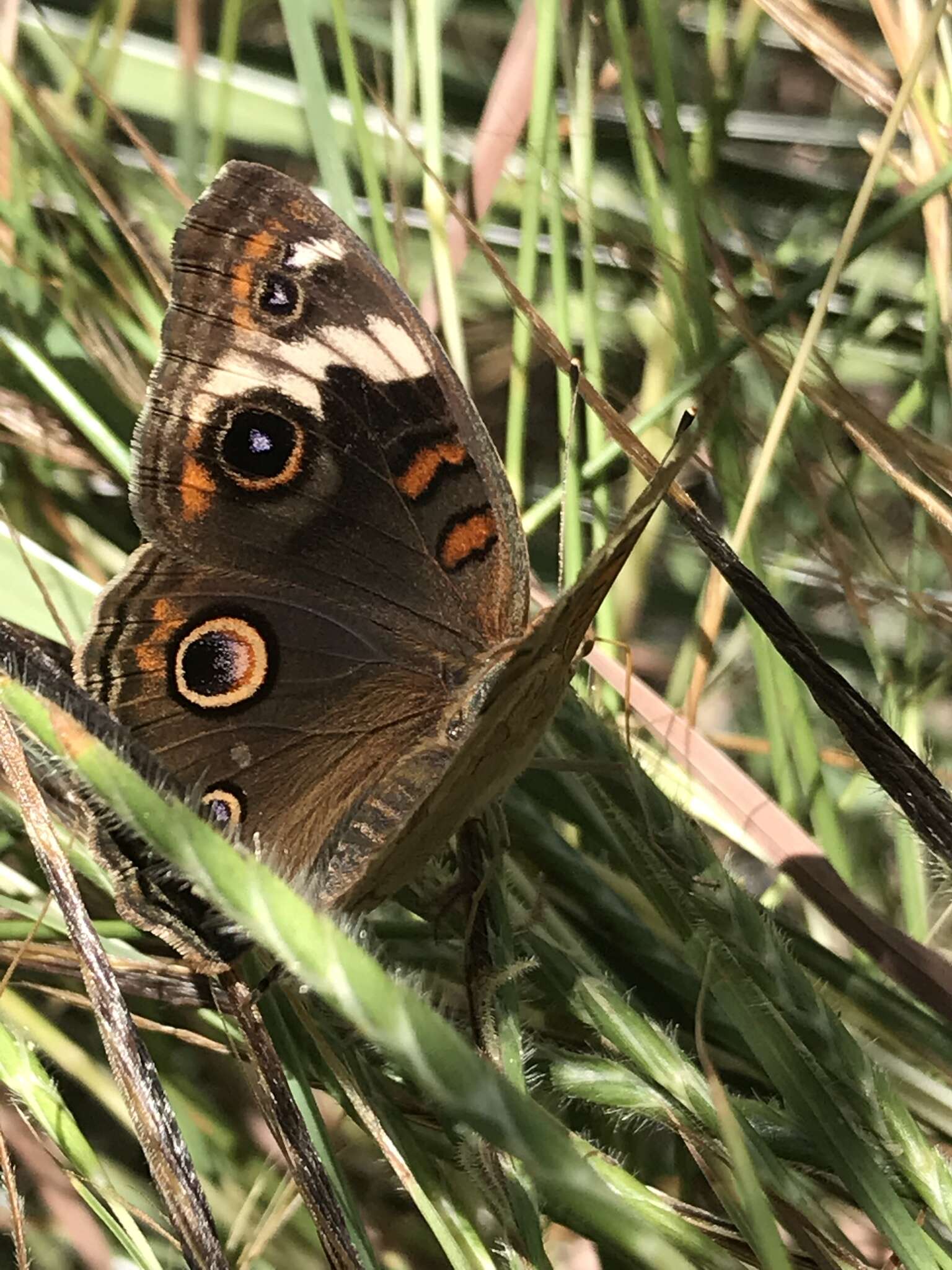 Image of Junonia nigrosuffusa Barnes & McDunnough 1916