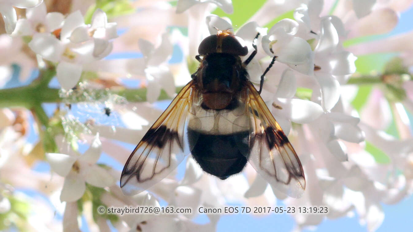 Image of Volucella tabanoides Motschulsky 1859