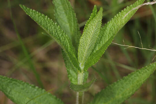 Image of Hairy Hedge-Nettle