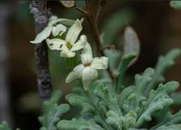 Image of Mathewsia foliosa Hook. & Arn.