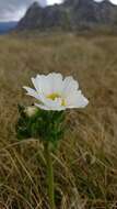 Imagem de Ranunculus anemoneus F. Müll.