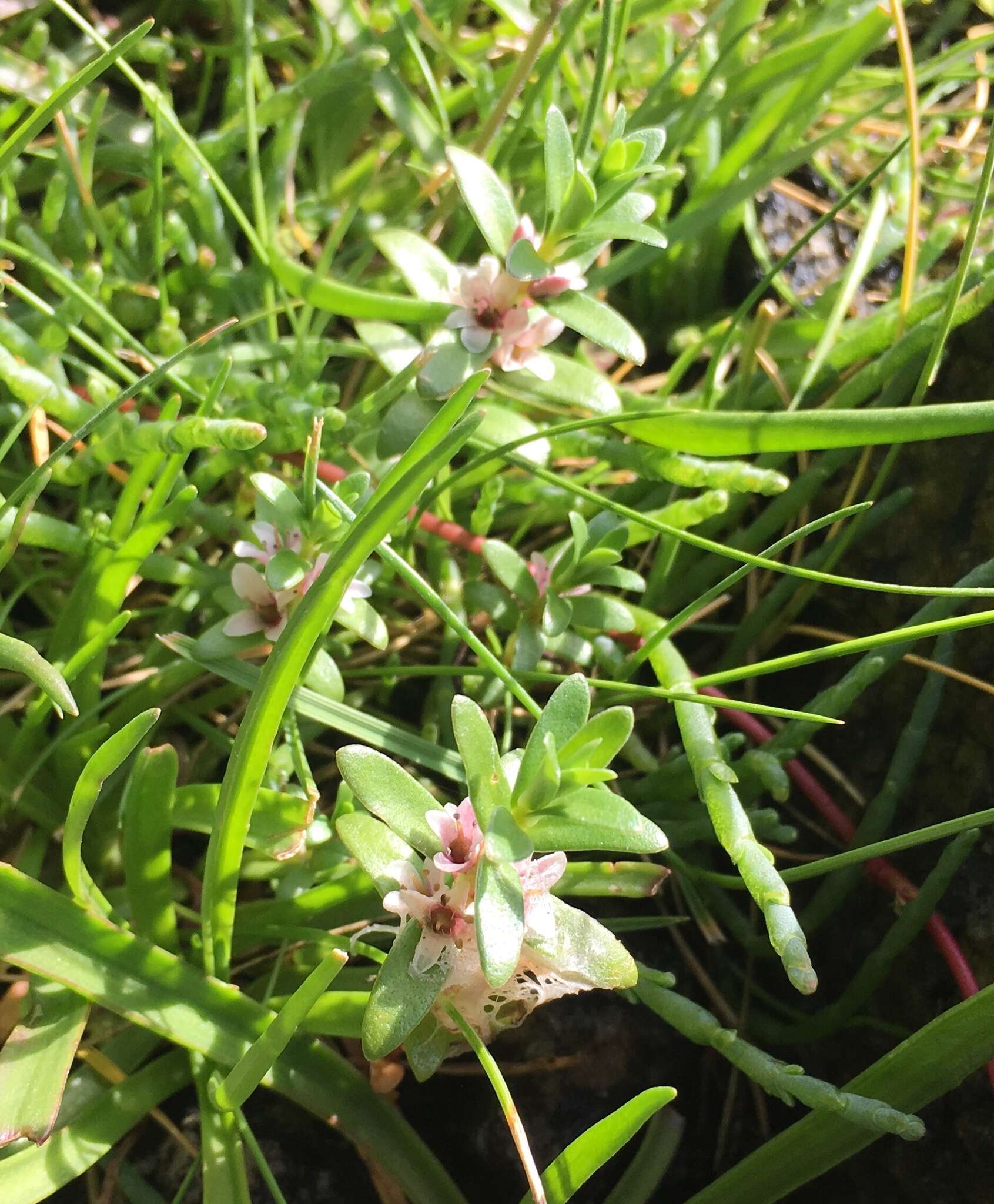 Image of black saltwort