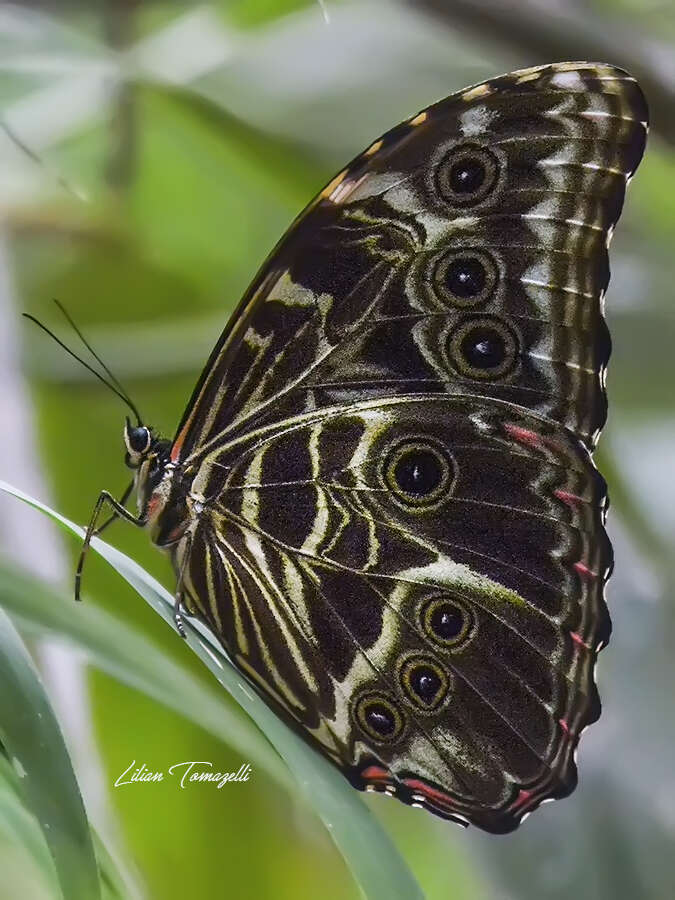 Image of Morpho deidamia Hübner 1816