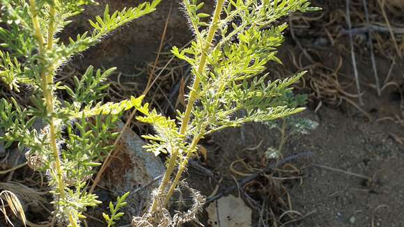 Image of weakleaf bur ragweed