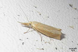 صورة Agriphila straminella