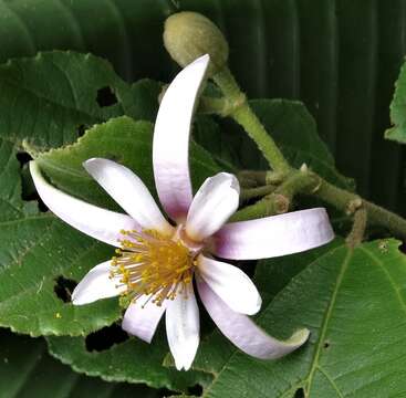 Grewia lasiocarpa E. Mey.的圖片