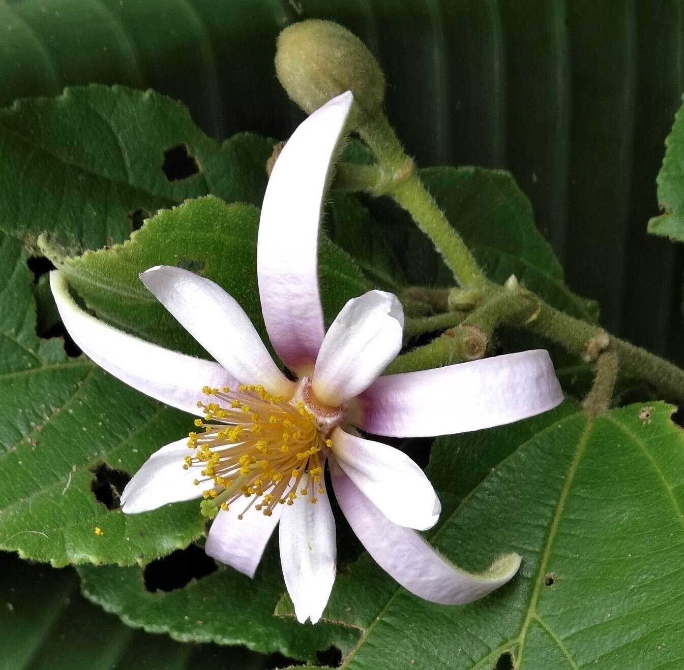 Image of Grewia lasiocarpa E. Mey.