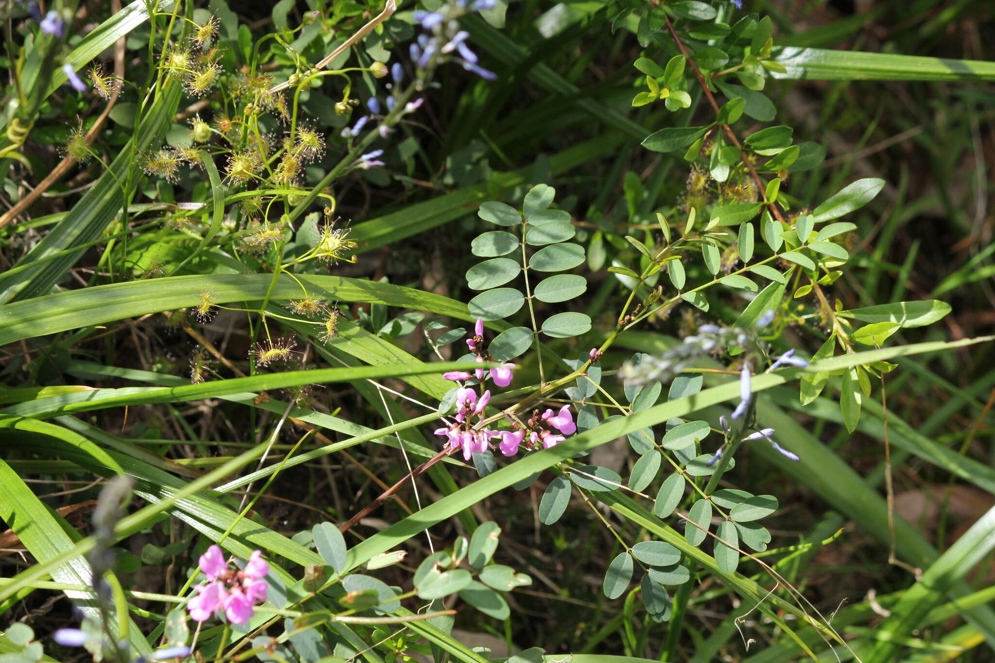 Image de Indigofera australis Willd.