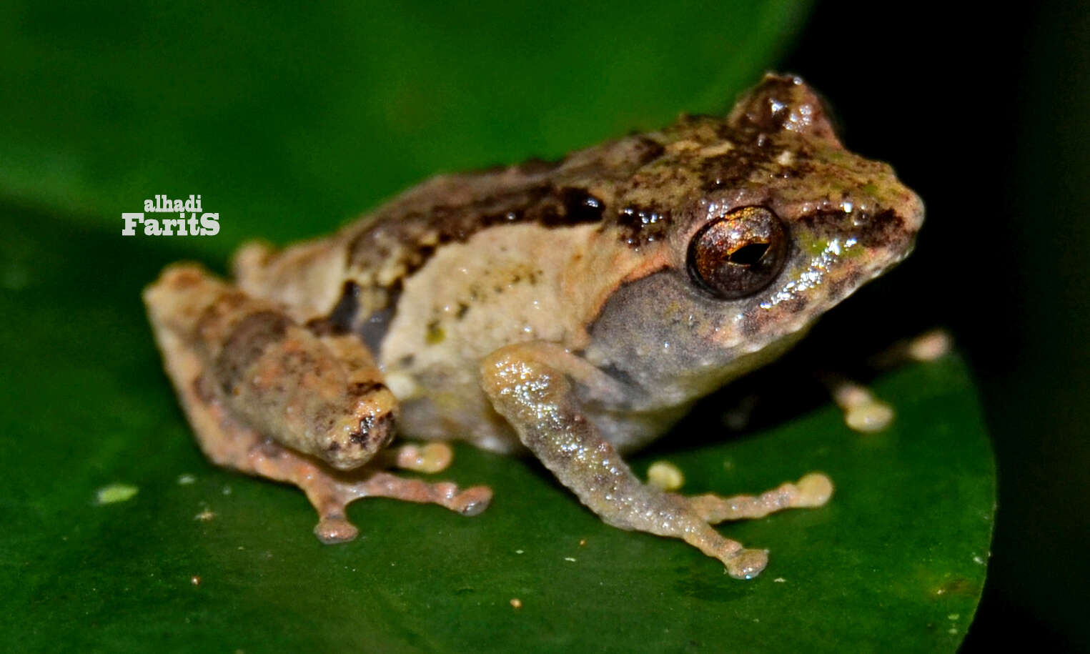 Image of Philautus aurifasciatus (Schlegel 1837)