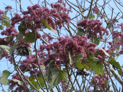 Image de Heliocarpus americanus L.