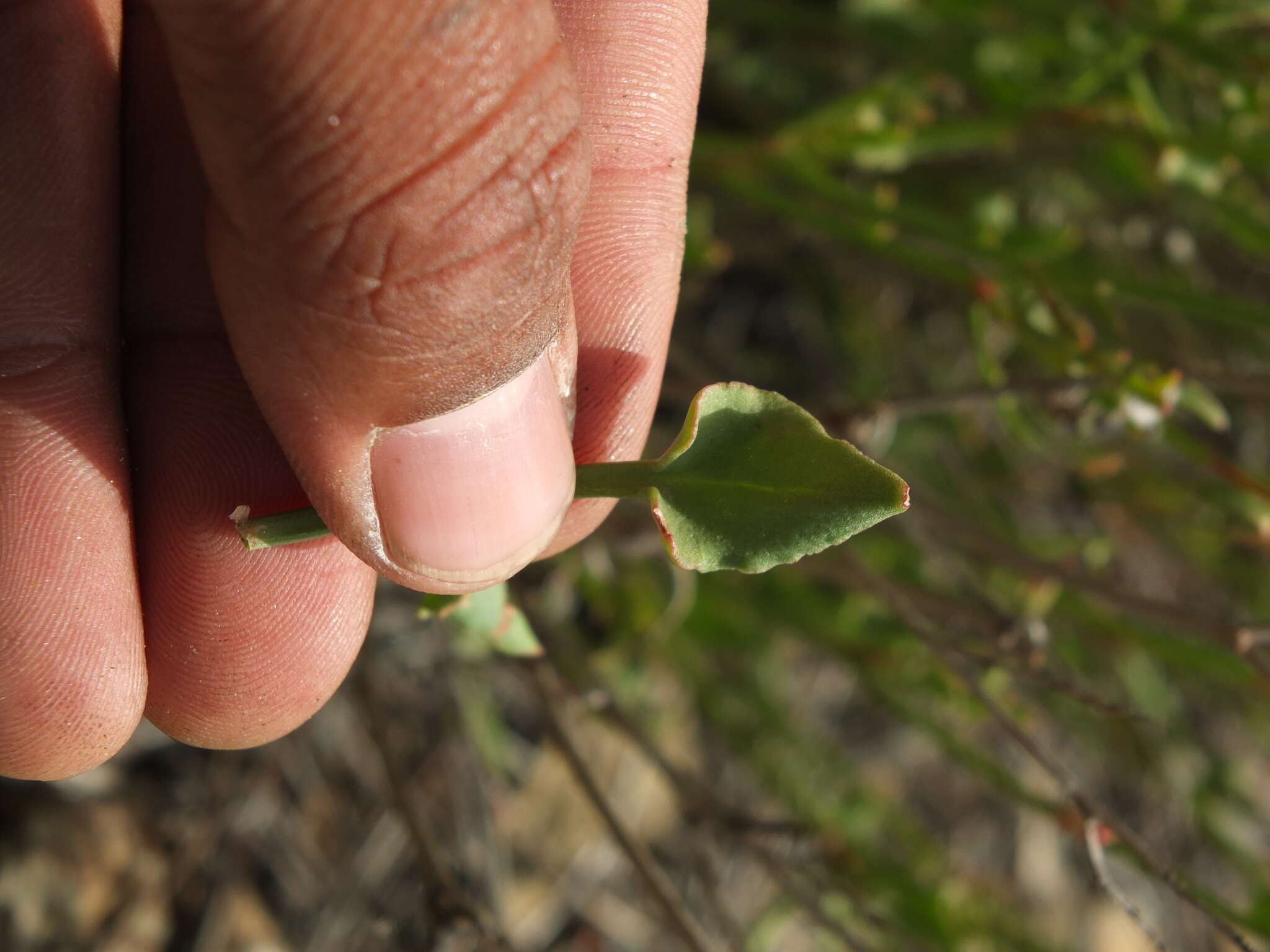 Rumex hastatus D. Don resmi