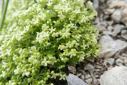 Imagem de Galium megalospermum All.