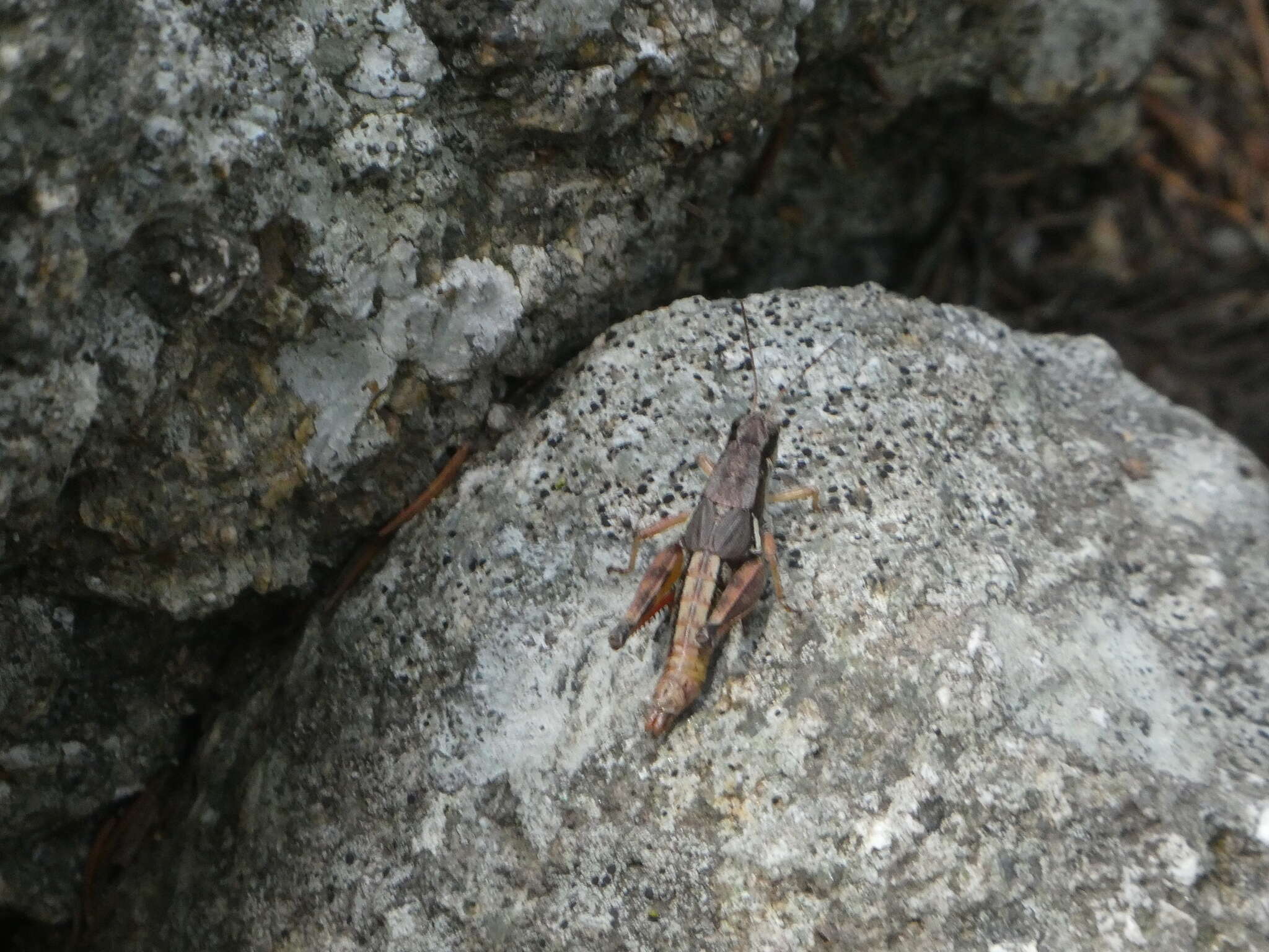 Image of Melanoplus mancus (Smith & L. M. 1868)