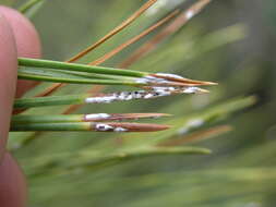 Слика од Chionaspis pinifoliae (Fitch 1856)