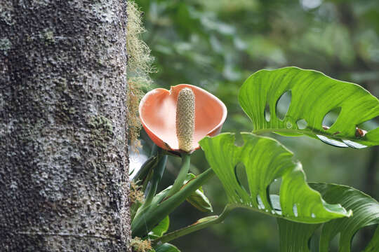 Image of Monstera oreophila Madison