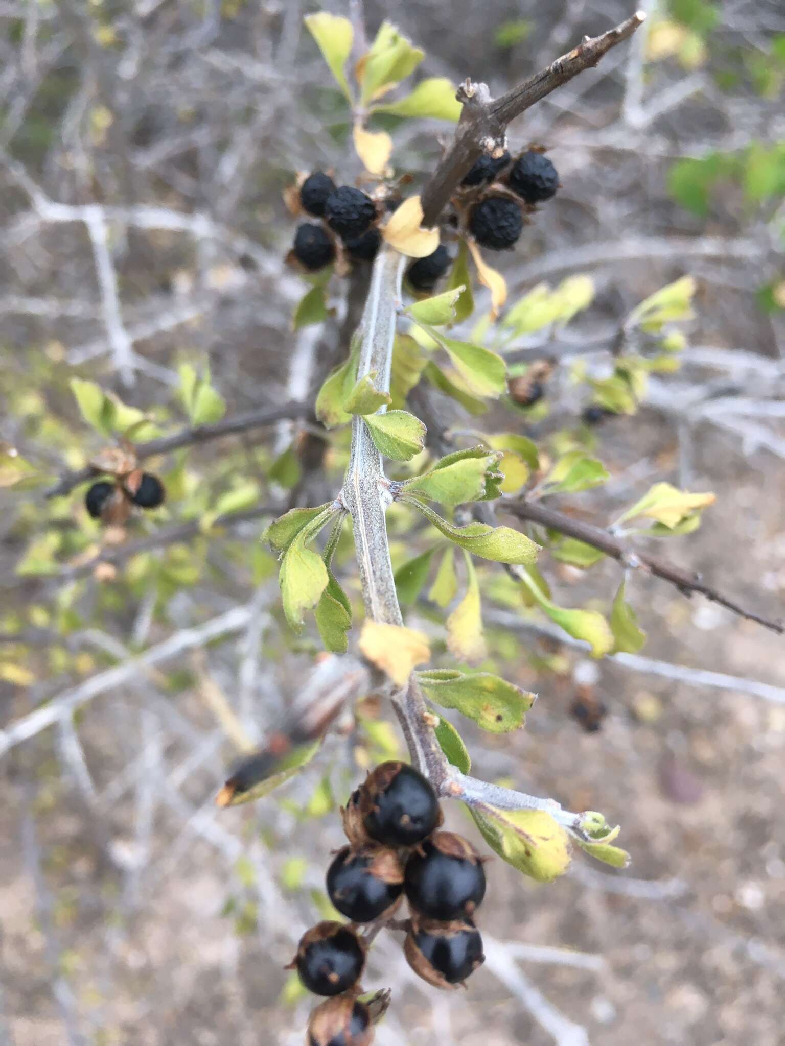 Image of Citharexylum flabellifolium S. Watson